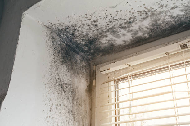 Affordable Mold Cleanup solutions in Atlantic, VA